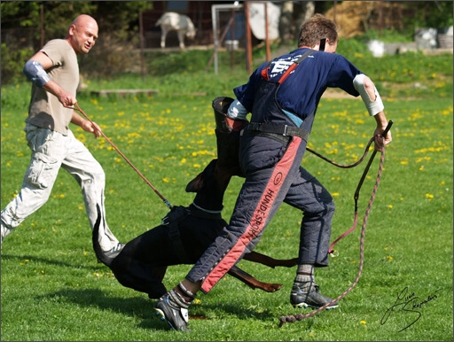 Dogs in training 5/2008